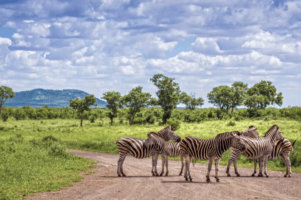 Kruger National Park, Koonfur Afrika